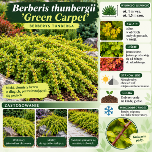 Berberys Thunberga Green Carpet infografika uprawa Berberis thunbergii wymagania niski ciernisty krzew okrywowy na skarpy i murki
