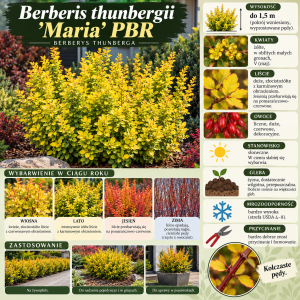 Berberys Thunberga Maria PBR infografika Berberis thunbergii uprawa wymagania kolumnowy złocisty krzew na żywopłoty i rabaty sadzonki
