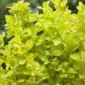 Berberys Thunberga Maria liście makro Berberis thunbergii zbliżenie cytrynowożółty krzew ciernisty do ogrodu roślina miododajna
