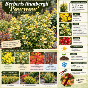 Berberys Thunberga Powwow infografika uprawa Berberis thunbergii wymagania kolumnowy krzew o zmiennym zabarwieniu liści na żywopłoty