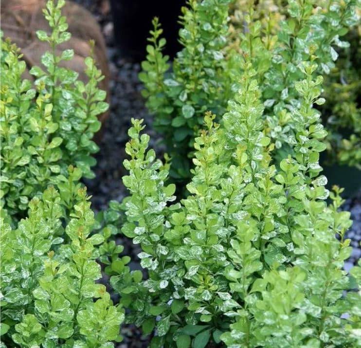 Berberys Thunberga Powwow sadzonki Berberis thunbergii w doniczkach wąski krzew ciernisty na żywopłot wąskokolumnowy szkółka roślin