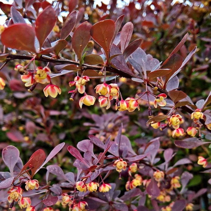 Berberys Thunberga Red Chief kwitnienie Berberis thunbergii kwiaty żółte czerwony krzew ozdobny z kwiatami makro roślina miododajna