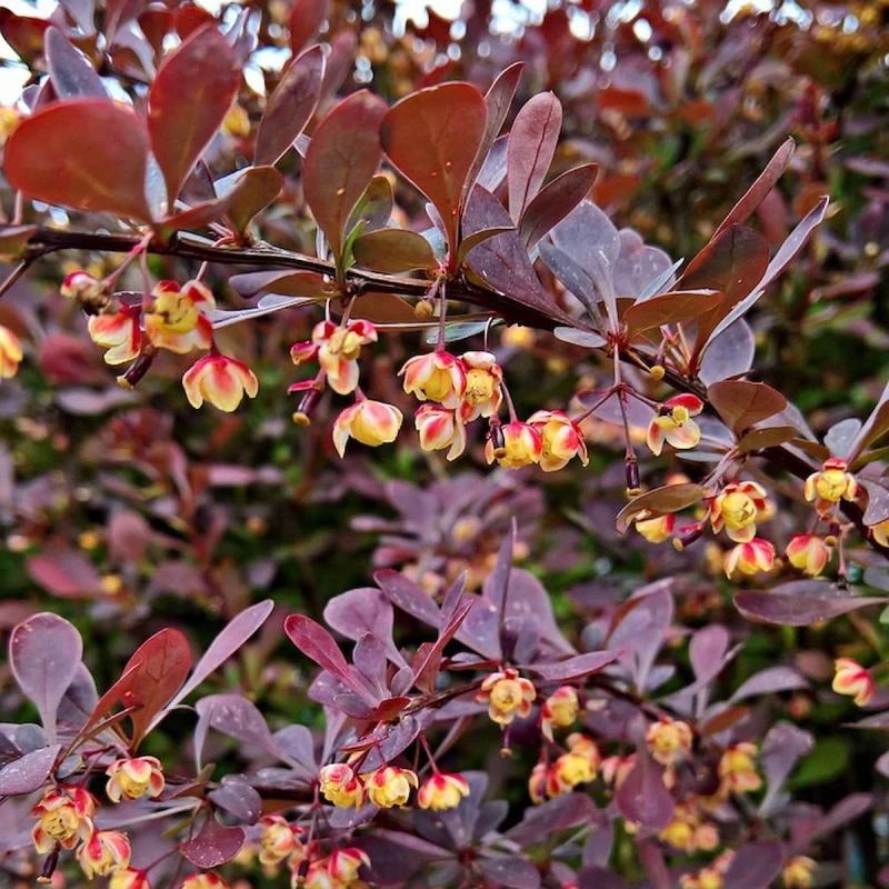 Berberys Thunberga Red Chief kwitnienie Berberis thunbergii kwiaty żółte czerwony krzew ozdobny z kwiatami makro roślina miododajna
