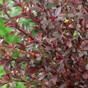 Berberys Red Chief pąki kwiatowe Berberis thunbergii liście bordowe odporny krzew ciernisty o ciemnych liściach do ogrodu