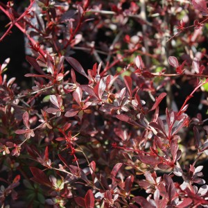 Berberys Thunberga Red Chief liście makro Berberis thunbergii pędy przewieszające się ciernisty krzew o purpurowym zabarwieniu